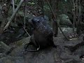 seal on a rock