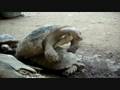 videos de Meet me in the red room turtles