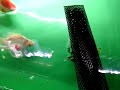 弥富の丸照養魚場2019年11月22日の在庫