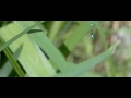 Damselfly