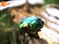 K�ferexkursion Bienwald