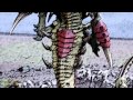 40k History: Tyranids