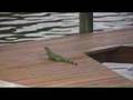 Animal on Drugs going crazy!!!