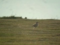 Click here to watch this video Cream-coloured Courser - 21st May 2012, Bradnor Hill, Kington, Herefordshire, UK