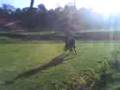 videos de salto de cavalo