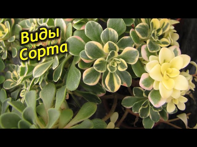 Аихризона: Виды и сорта
