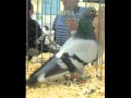 National Pigeon Assoc. Grand Nationals 2011