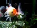 Goldfish Oranda