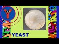 Letter Y Words! : Learning Your Alphabet for Preschool, Kindergarten and Homeschool