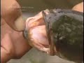 Taiwan -  Snake Head Fishing
