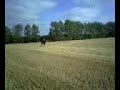 Jerry galloping x