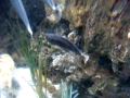 videos de Butterfly fish, Pufferfish, Unicorn Fish