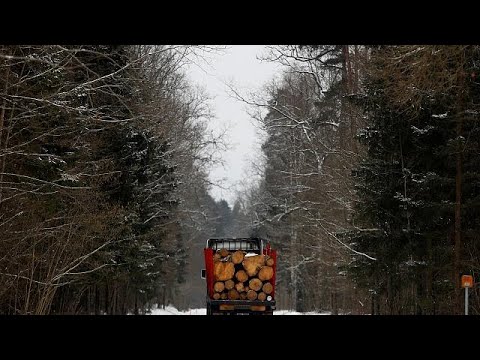 Polen droht Niederlage vor EuGH: 150.000 Urwald-Bäume ...