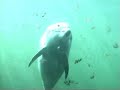 Dolfinarium Hardewijk