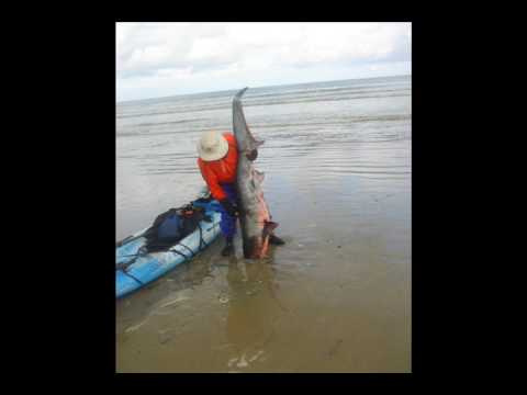 Thresher Shark caught on Kayak by jceviche