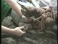 sigir tirnak kesimi 2