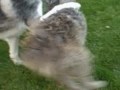Sophie and Kodi fighting