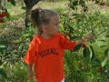 Cherry picking - Door County, Wisconsin