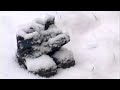 Glenn Goulds Garden, Kurzfilme 2006