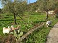 il cane e le capre