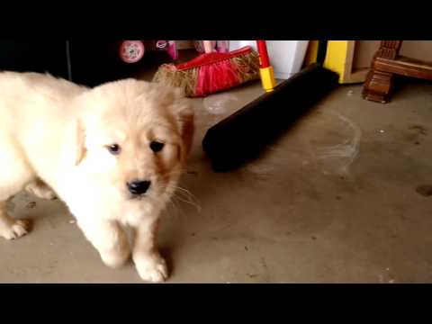 Holly - AKC Golden Retriever - 14 English Cream