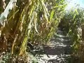 Inside a corn maze Inside a corn maze