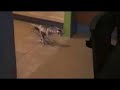 Fudge vs Roboraptor Fudge vs Roboraptor