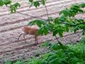 my property fawn bleat my property fawn bleat