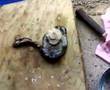 Cooking Paua