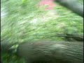 YouTube - Tree crashes into house, derecho storm in Carbondale, IL (Caution: foul language)