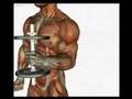 Biceps-pronation