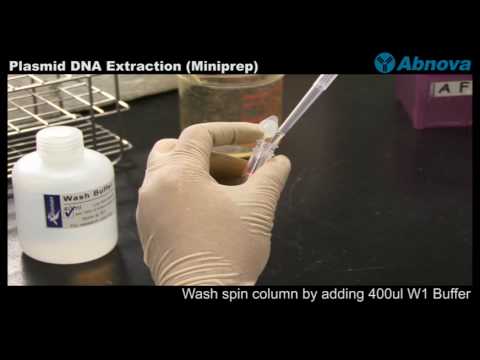 how to isolate dna from e coli