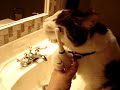 Watch 'El gato que quiere cepillar sus dientes. Video de risa'