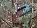 Tree Pruning