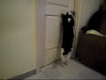 Cat Opens Door! part 2 ??? ???! ??????!