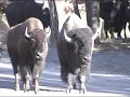 イエローストーン