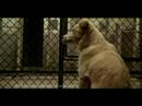 Animal   Adoption