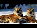 Click here to watch this video Lisa Gerrard -- The Mesenger