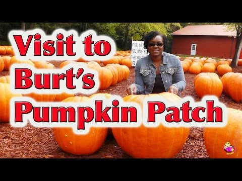 how to grow a pumpkin patch