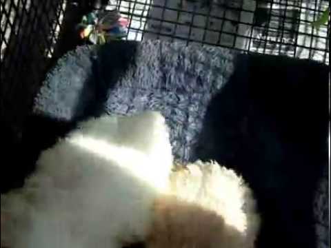 SUPER SWEET CAVACHON