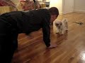 Fetch on the Wood Floor