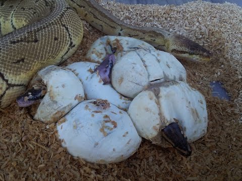 YouTube reptile video