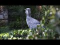 ハシビロコウ歩く2