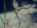Frog Jumping