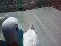 DUCKS AT SEISEKI-SAKURAGAOKA