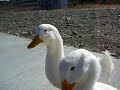 DUCKS AT SEISEKI-SAKURAGAOKA