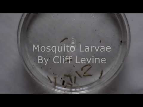 how to harvest mosquito larvae
