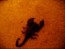 african emperor scorpion tribute