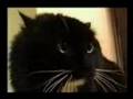 funny talking cat(continiuation)..