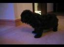 Toy Poodle - Coffee 妹妹 @ 1.5 mths